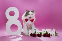 8 марта